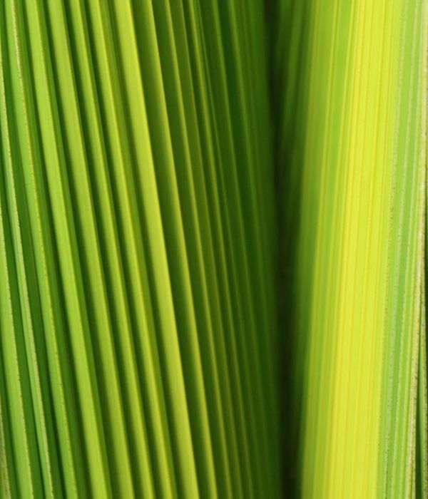 Abstract composition of green herbal elements representing natural support